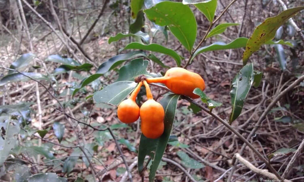 44 Delicious Foods that Start with Z (Desserts, Fruits, Drinks) Betony