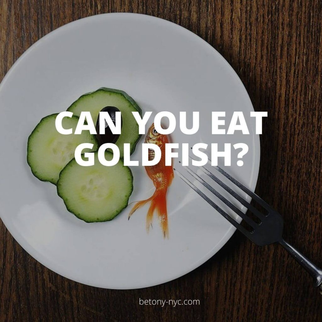 10 Surprising Facts About Goldfish Can You Eat Them? Betony