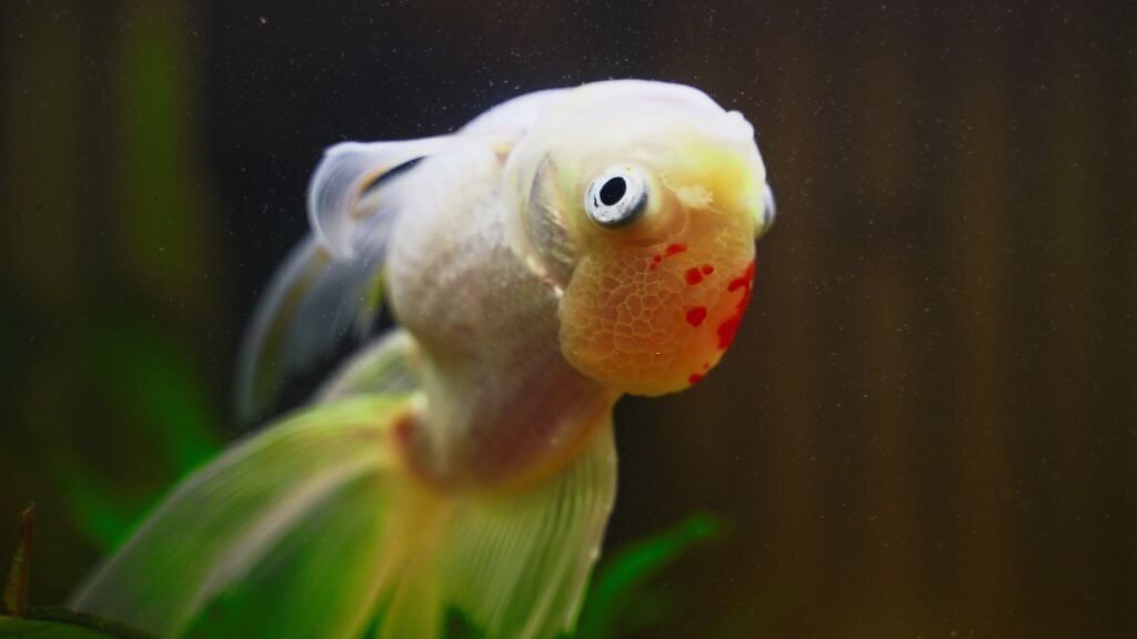 10 Surprising Facts About Goldfish Can You Eat Them? Betony