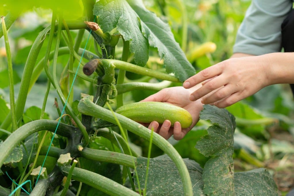 Can You Eat Raw Zucchini? The Surprising Truth About This Veggie