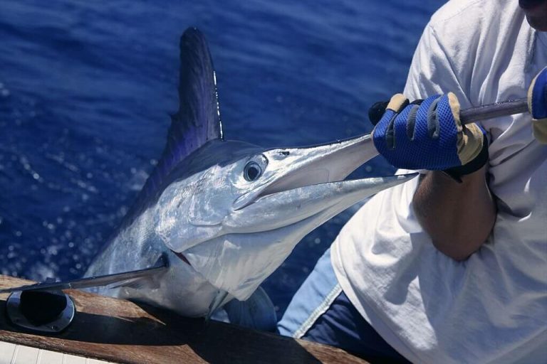 Can You Eat Marlin? The Surprising Truth About This Delicious Fish
