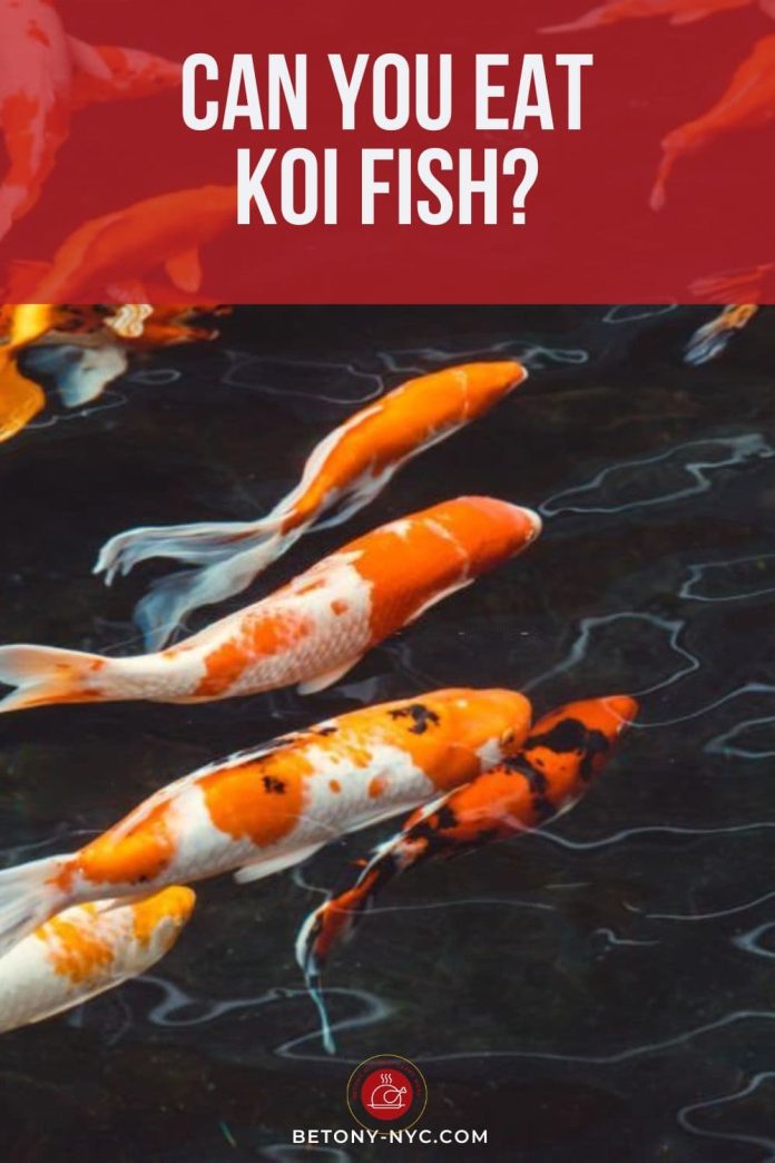 Can You Eat Koi Fish? The Surprising Truth About This Pond Fish