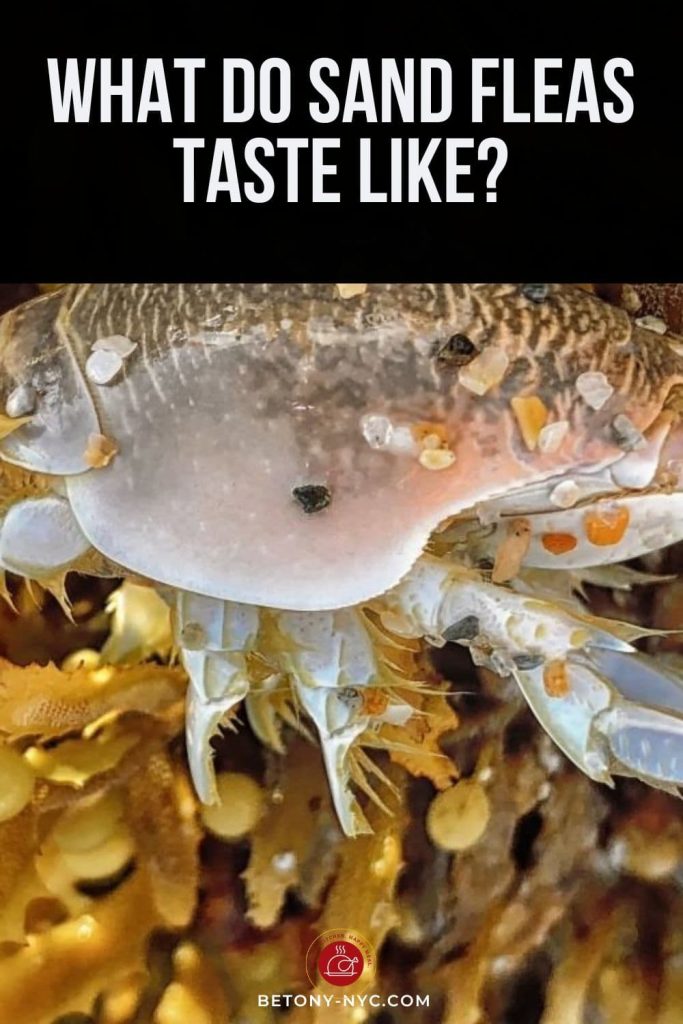 What Do Sand Fleas Taste Like? Betony