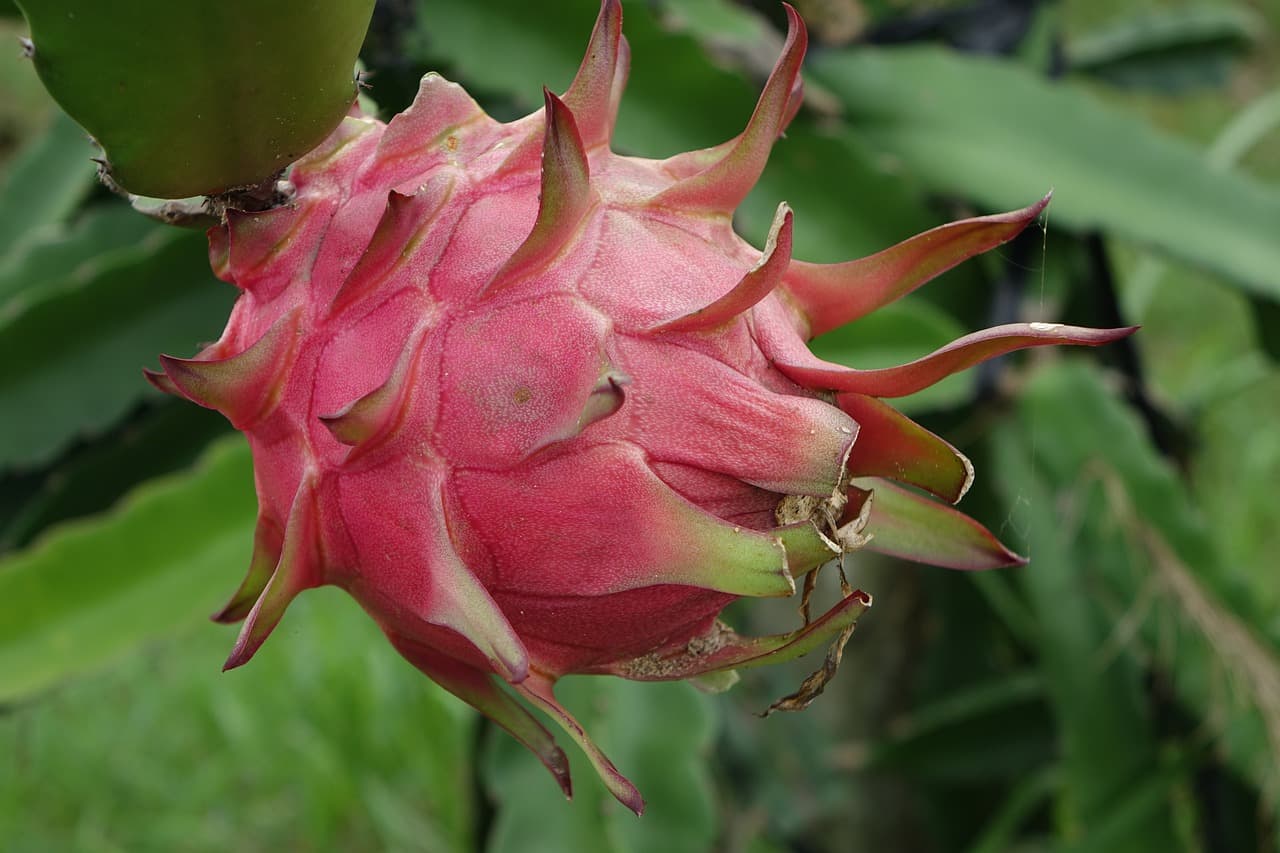 What Does Dragon Fruit Taste Like? Betony